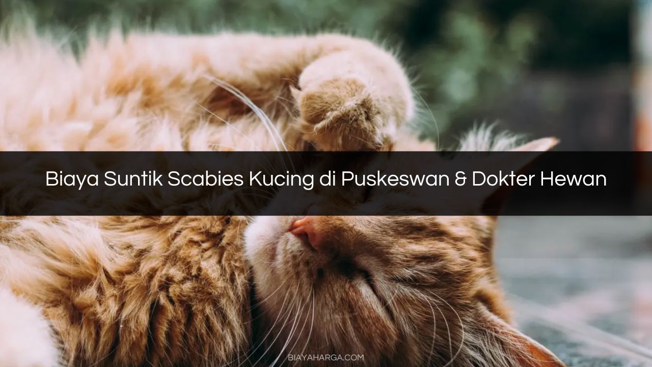 Biaya Suntik Scabies Kucing di Puskeswan & Dokter Hewan